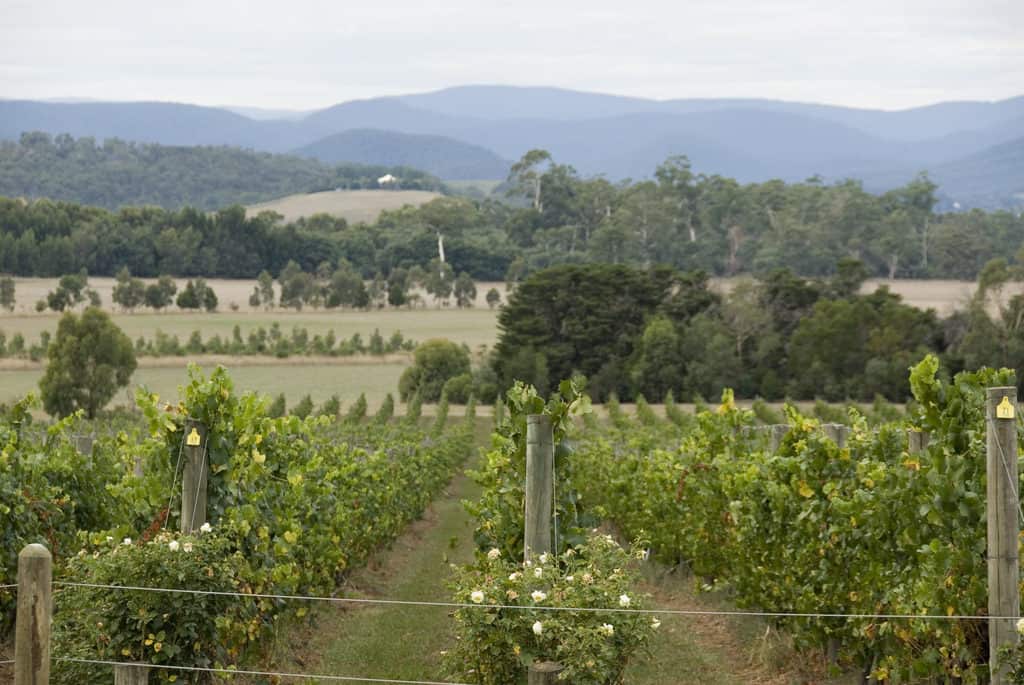 Yarra Valley Wine Tour during the Australian Open