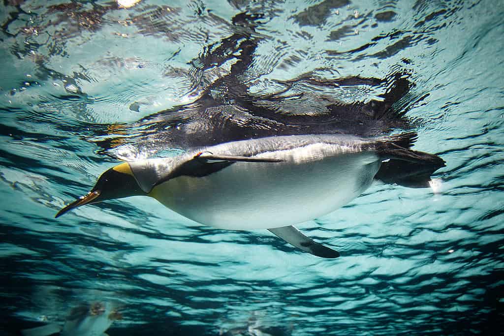 Visit the Sea Life Melbourne Aquarium